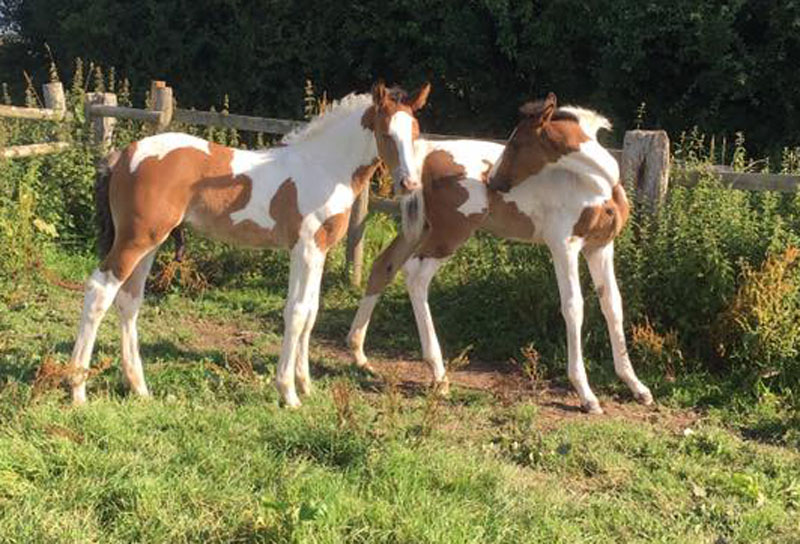 Coloured Warmblood Foals For Sale